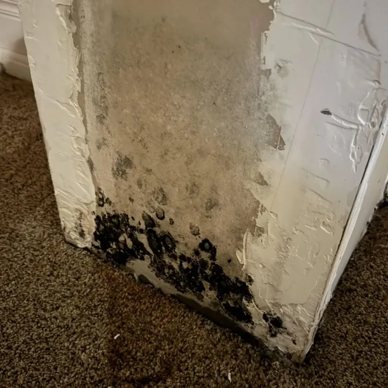 Professional Mold Removal in West Point, NY